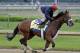 Exercise rider Kelvin Pahal takes Kentucky Derby hopeful Wicked Strong for a morning workout at Churchill Downs Wednesday, April 30, 2014, in Louisville, Ky. (AP Photo/Morry Gash)