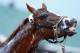 LOUISVILLE, KY - APRIL 30: California Chrome is washed during the morning training for the Kentucky Derby at Churchill Downs on April 30, 2014 in Louisville, Kentucky. (Photo by Andy Lyons/Getty Images)