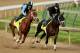 LOUISVILLE, KY - APRIL 27: Danza, riden by Ezekiel Perez and Vinceremos, riden by Ovel Merida, work out together during the morning exercise session in preparation for the140th Kentucky Derby at Churchill Downs on April 27, 2014 in Louisville, Kentucky. (Photo by Matthew Stockman/Getty Images)