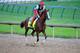 LOUISVILLE, KY - APRIL 30: California Chrome ridden by William Delgado trains on the track during the morning exercise session in preparation for the 140th Kentucky Derby at Churchill Downs on April 30, 2014 in Louisville, Kentucky. (Photo by Rob Carr/Getty Images)