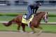 Exercise rider Ezequiel Perez takes Kentucky Derby hopeful Danza for a morning workout at Churchill Downs Wednesday, April 30, 2014, in Louisville, Ky. (AP Photo/Morry Gash)