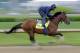 Exercise rider Jelani Grant takes Kentucky Derby hopeful Candy Boy for a morning workout at Churchill Downs Wednesday, April 30, 2014, in Louisville, Ky. (AP Photo/Morry Gash)