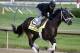 Exercise rider Ovel Merida takes Kentucky Derby entrant Vinceremos for a morning workout at Churchill Downs Thursday, May 1, 2014, in Louisville, Ky. (AP Photo/Morry Gash)