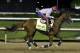 Exercise rider William Delgado takes Kentucky Derby entrant California Chrome for a morning workout during a morning workout at Churchill Downs Friday, May 2, 2014, in Louisville, Ky. (AP Photo/Morry Gash)