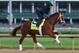 LOUISVILLE, KY - MAY 01: Danza runs on the track during the morning training for the Kentucky Derby at Churchill Downs on May 1, 2014 in Louisville, Kentucky. (Photo by Andy Lyons/Getty Images)
