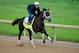 LOUISVILLE, KY - APRIL 30: Intense Holiday ridden by Isabelle Bourez trains on the track during the morning exercise session in preparation for the 140th Kentucky Derby at Churchill Downs on April 30, 2014 in Louisville, Kentucky. (Photo by Rob Carr/Getty Images)