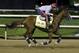 Exercise rider William Delgado takes Kentucky Derby entrant California Chrome for a morning workout during a morning workout at Churchill Downs Friday, May 2, 2014, in Louisville, Ky. (AP Photo/Morry Gash)
