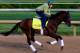 LOUISVILLE, KY - MAY 01: Kentucky Derby contender Samraat in action on the track during early morning workouts at Churchill Downs on May 1, 2014 in Louisville, Kentucky. (Photo by Jamie Squire/Getty Images)