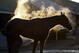 A horse gets a bath after a morning workout at Churchill Downs Friday, May 2, 2014, in Louisville, Ky. (AP Photo/Charlie Riedel)
