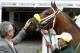 Trainer Gary Contessa pets Kentucky Derby entrant Uncle Sigh as they school in the paddock at Churchill Downs Friday, May 2, 2014, in Louisville, Ky. (AP Photo/Garry Jones)