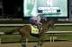 Exercise rider William Delgado takes Kentucky Derby entrant California Chrome for a morning workout during a morning workout at Churchill Downs Friday, May 2, 2014, in Louisville, Ky. (AP Photo/Morry Gash)