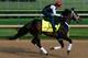LOUISVILLE, KY - MAY 01: Kentucky Derby contender Ride On Curlin works out on the track during early morning workouts at Churchill Downs on May 1, 2014 in Louisville, Kentucky. (Photo by Kevin C. Cox/Getty Images)