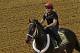 Exercise rider Bryan Beccia gallops Preakness Stakes hopeful Ride On Curlin the wrong way around the track at Pimlico Race Course in Baltimore, Md., Tuesday, May 13, 2014. The Preakness Stakes horse race is scheduled for Saturday. (AP Photo/Garry Jones)