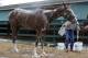 Kentucky Derby winner California Chrome is bathed after a workout at Pimlico Race Course in Baltimore, Wednesday, May 14, 2014. The Preakness Stakes horse race is scheduled to take place May 17. (AP Photo)