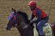 Preakness Stakes hopeful Social Inclusion gallops the wrong way at Pimlico Race Course in Baltimore, Md., Tuesday, May 13, 2014. The Preakness Stakes horse race is scheduled for Saturday. The Preakness Stakes horse race is scheduled for Saturday.(AP Photo/Garry Jones)