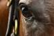 BALTIMORE, MD - MAY 15: A detail view of Bayern is seen in preparation for the 139th Preakness Stakes at Pimlico Race Course on May 15, 2014 in Baltimore, Maryland. (Photo by Patrick Smith/Getty Images)