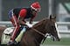 California Chrome is prepped to take another Triple Crown race.