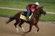 An exercise rider takes Kentucky Derby hopeful Pablo Del Monte for a morning workout at Churchill Downs Thursday, May 1, 2014, in Louisville, Ky. (AP Photo/Charlie Riedel)