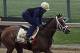 Preakness Stakes entrant Dynamic Impact gallops under exercise rider Marco Cano at Pimlico Race Course in Baltimore, Thursday, May 15, 2014. The 139th Preakness is Saturday, May 17. (AP Photo/Garry Jones)