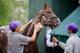 BALTIMORE, MD - MAY 14: Kentucky Derby winner California Chrome gets a bath following a workout in preparation for the 139th Preakness Stakes at Pimlico Race Course on May 14, 2014 in Baltimore, Maryland. (Photo by Rob Carr/Getty Images)