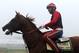 BALTIMORE, MD - MAY 15: Exercise rider Willie Delgado takes Kentucky Derby winner California Chrome over the track in preparation for the 139th Preakness Stakes at Pimlico Race Course on May 15, 2014 in Baltimore, Maryland. (Photo by Patrick Smith/Getty Images)