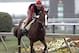 Exercise rider Willie Delgado gallops Kentucky Derby winner California Chrome at Pimlico Race Course in Baltimore, Md., Wednesday, May 14, 2014. The Preakness Stakes horse race is scheduled for May 17 at Pimlico. (AP Photo/Garry Jones)