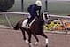 Preakness Stakes entrant Dynamic Impact gallops under exercise rider Marco Cano at Pimlico Race Course in Baltimore, Thursday, May 15, 2014. The 139th Preakness is Saturday, May 17. (AP Photo/Garry Jones)