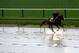 BALTIMORE, MD - MAY 16: As rain falls, exercise rider Willie Delgado takes Kentucky Derby winner California Chrome over the track in preparation for the 139th Preakness Stakes at Pimlico Race Course on May 16, 2014 in Baltimore, Maryland. (Photo by Patrick Smith/Getty Images)