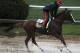 Preakness Stakes favorite California Chrome gallops in the rain under exercise rider Willie Delgado at Pimlico Race Course, Friday, May 16, 2014, in Baltimore. The 139th Preakness Stakes horse race takes place Saturday. (AP Photo/Garry Jones)
