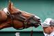 BALTIMORE, MD - MAY 15: Kentucky Derby winner California Chrome is bathed in preparation for the 139th Preakness Stakes at Pimlico Race Course on May 15, 2014 in Baltimore, Maryland. (Photo by Patrick Smith/Getty Images)