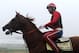BALTIMORE, MD - MAY 15: Exercise rider Willie Delgado takes Kentucky Derby winner California Chrome over the track in preparation for the 139th Preakness Stakes at Pimlico Race Course on May 15, 2014 in Baltimore, Maryland. (Photo by Patrick Smith/Getty Images)