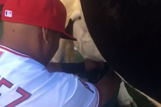 And Luis Jimenez Prevails over David Price in the Cow Milking Contest