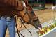 Kentucky Derby winner California Chrome tries to taste the flowers outside the stake barn after his morning bath at Pimlico Race Course in Baltimore, Md., Tuesday, May 13, 2014. The Preakness Stakes is scheduled for Saturday, May 17. (AP Photo/Garry Jones)