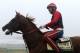 BALTIMORE, MD - MAY 15: Exercise rider Willie Delgado takes Kentucky Derby winner California Chrome over the track in preparation for the 139th Preakness Stakes at Pimlico Race Course on May 15, 2014 in Baltimore, Maryland. (Photo by Patrick Smith/Getty Images)