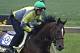 Preakness Stakes hopeful Kid Cruz, with exercise rider Reul Munoz aboard, gallops at Pimlico Race Course in Baltimore, Md., Wednesday, May 14, 2014. The 139th Preakness Stakes is Saturday, May 17. (AP Photo/Garry Jones)