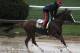 Preakness Stakes favorite California Chrome gallops in the rain under exercise rider Willie Delgado at Pimlico Race Course, Friday, May 16, 2014, in Baltimore. The 139th Preakness Stakes horse race takes place Saturday. (AP Photo/Garry Jones)