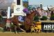 IMAGE DISTRIBUTED FOR LONGINES - California Chrome, ridden by jockey Victor Espinoza, wins the second leg of the Triple Crown as he runs away with the 139th Preakness Stakes, Saturday, May 17, 2014, in Baltimore, MD. Longines, the Swiss watchmaker known for its famous timepieces, is the Official Watch and Timekeeper of the 139th annual Preakness Stakes and the Triple Crown. (Diane Bondareff/Invision for Longines/AP Images)