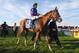 BALTIMORE, MD - MAY 17: Victor Espinoza rides atop California Chrome #3 during the post parade for the 139th running of the Preakness Stakes at Pimlico Race Course on May 17, 2014 in Baltimore, Maryland. (Photo by Patrick Smith/Getty Images)