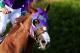 FILE - MAY 19, 2014: It was reported that the New York Racing Association approved the use of a nasal breathing strip on the horse California Chrome as he tries for a Triple Crown in the Belmont Stakes after winning the Kentucky Derby and Preakness May 19, 2014.
BALTIMORE, MD - MAY 17: Victor Espinoza rides atop California Chrome #3 after winning the 139th running of the Preakness Stakes at Pimlico Race Course on May 17, 2014 in Baltimore, Maryland. (Photo by Rob Carr/Getty Images)