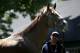 Exercise rider Willie Delgado looks up at Triple Crown hopeful California Chrome after they arrived at Belmont Park in Elmont, N.Y., Tuesday, May 20, 2014. (AP Photo/Seth Wenig)