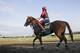Exercise rider Willie Delgado rides California Chrome around the track at Belmont Park in Elmont, N.Y., Wednesday, May 21, 2014. California Chrome arrived in New York on Tuesday to begin preparations for his bid to become horse racing's first Triple Crown winner in 36 years. (AP Photo/Seth Wenig)