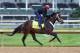 LOUISVILLE, KY - APRIL 30: Ride On Curlin runs on the track during the morning training for the Kentucky Derby at Churchill Downs on April 30, 2014 in Louisville, Kentucky. (Photo by Andy Lyons/Getty Images)