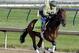 ADVANCE FOR WEEKEND EDITIONS, JUNE 1-2 - FILE - In this May 1, 2014 file photo, exercise rider Simon Paine takes Kentucky Derby entrant Samraat for a morning workout at Churchill Downs in Louisville, Ky. California Chrome's bid to become racing's first Triple Crown winner in 36 years isn't scaring away the competition. Horses are lining up to challenge the Kentucky Derby and Preakness winner in the Belmont Stakes next weekend. (AP Photo/Morry Gash, File)