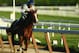 ELMONT, NY - MAY 31: Kentucky Derby and Preakness winner California Chrome with Jockey Victor Espinoza up trains at Belmont Park on May 31, 2014 in Elmont, New York. He is scheduled to race for the Triple Crown in the 146th running of the Belmont Stakes (Photo by Al Bello/Getty Images)