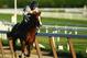 ELMONT, NY - MAY 31: Kentucky Derby and Preakness winner California Chrome with Jockey Victor Espinoza up trains at Belmont Park on May 31, 2014 in Elmont, New York. He is scheduled to race for the Triple Crown in the 146th running of the Belmont Stakes (Photo by Al Bello/Getty Images)