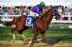 BALTIMORE, MD - MAY 17: California Chrome #3, ridden by Victor Espinoza, races during the 139th running of the Preakness Stakes at Pimlico Race Course on May 17, 2014 in Baltimore, Maryland. (Photo by Molly Riley/Getty Images)