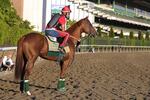 California Chrome Signs Deal With... Skechers?