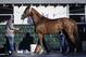 California Chrome