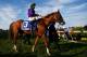 BALTIMORE, MD - MAY 17: Victor Espinoza rides atop California Chrome #3 during the post parade for the 139th running of the Preakness Stakes at Pimlico Race Course on May 17, 2014 in Baltimore, Maryland. (Photo by Patrick Smith/Getty Images)