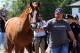 May 20, 2014; Elmont, NY, USA; California Chrome is led to the barn after arriving in advance of the Belmont Stakes at Belmont Park. Mandatory Credit: Anthony Gruppuso-USA TODAY Sports
